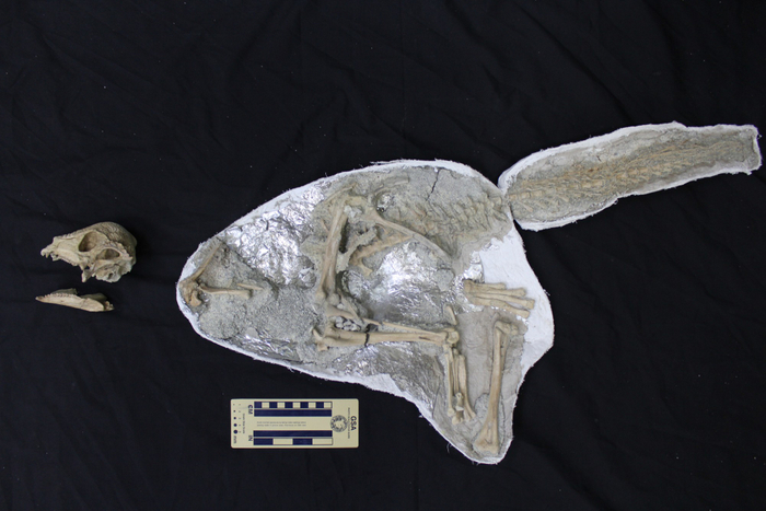 ザヴァケファレの全身骨格＝研究グループ提供