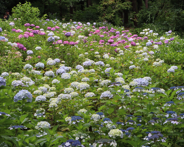 あじさい園(令和5年度撮影)