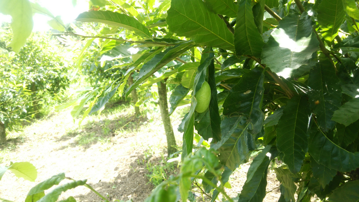 屋外で育つ天蚕繭