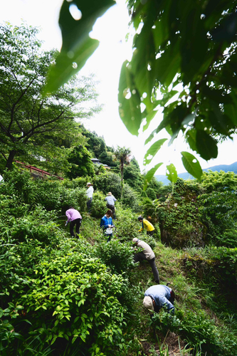 農家の方たちと茶摘みのお手伝い風景2