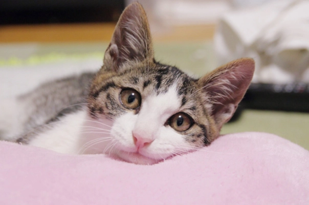 特定非営利活動法人せぴうるにゃん