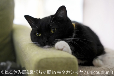 ねこ休み展 展示作品:unicouniuni3