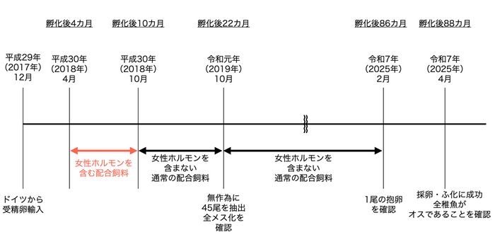 シベリアチョウザメの研究フロー