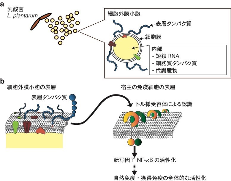 a)L. plantarumの細胞外膜小胞の構造 b)細胞外膜小胞の表層タンパク質によるトル様受容体を介した、自然免疫・獲得免疫の活性化の模式図