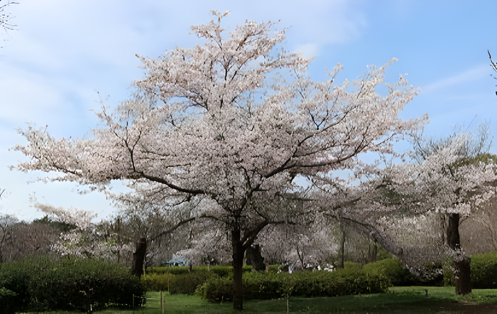 さくら園の&lsquo;神代曙&rsquo;の若木（令和７年撮影）