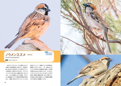 せかいのスズメ図鑑 　ウメンスズメ