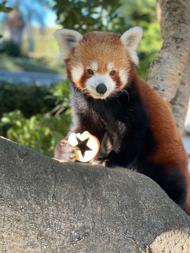 レッサーパンダ