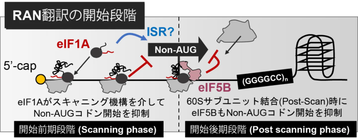 図2　本研究で解明されたRAN翻訳の開始段階の制御機構　eIF1AとeIF5BはどちらもAUGではない翻訳開始コドン「Non-AUGコドン」を見つけて抑制するが、それぞれが働くタイミングが異なる。