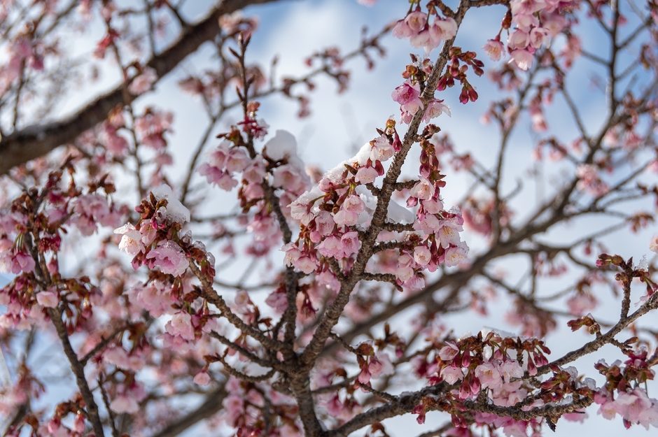 令和5年1月25日現在の開花状況(かみね公園)