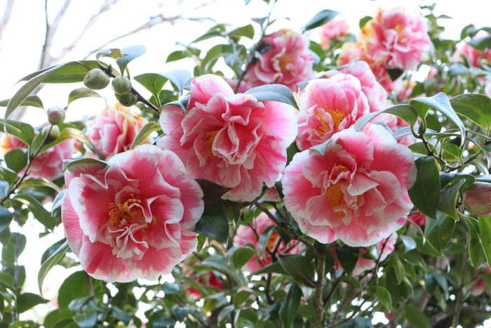 ツバキ&lsquo;光源氏&rsquo;（令和４年度撮影）