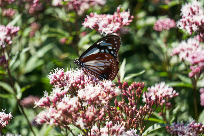 フジバカマとアサギマダラ