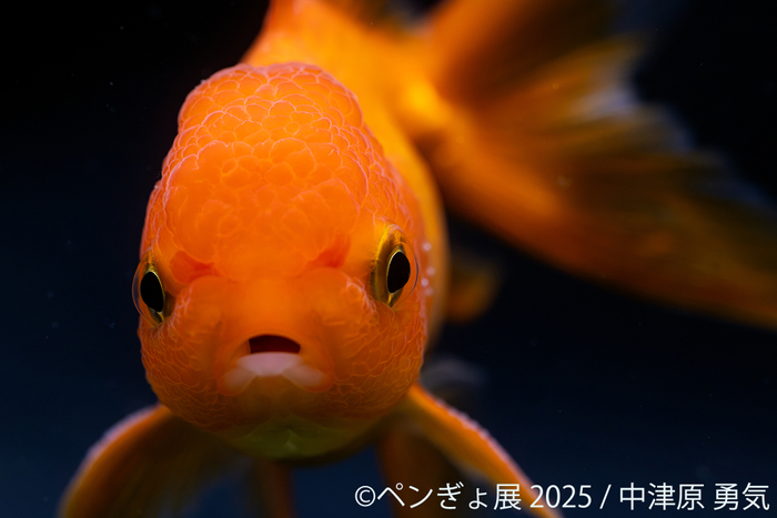 金魚 展示作品：中津原勇気(2)