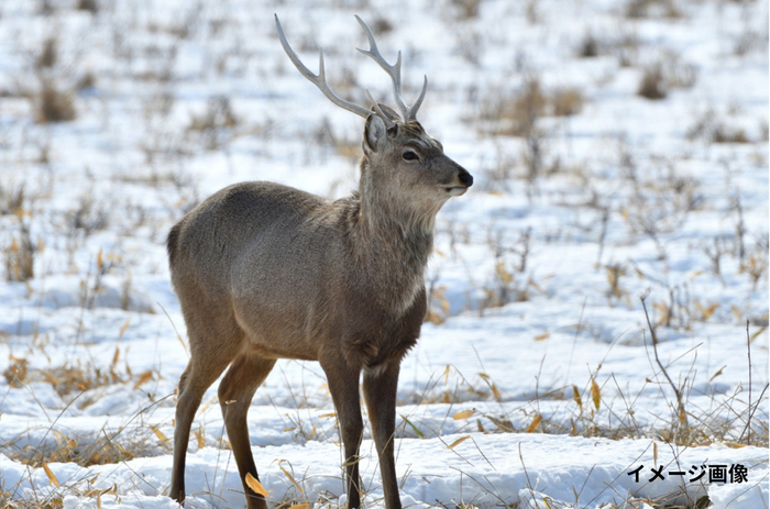 イメージ画像です