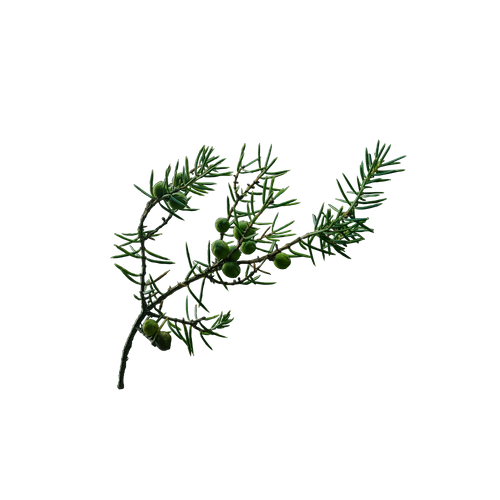 国産のネズミサシ（ジュニパー）