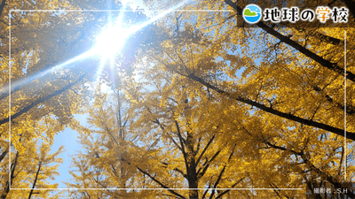 地球の学校ブログ_未来へつなぐ、当たり前ではないイチョウの風景