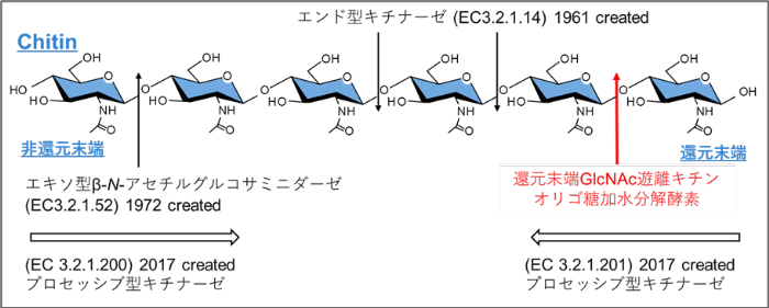 キチン加水分解酵素と酵素番号（EC番号）