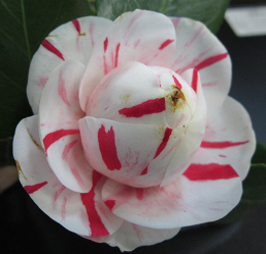 ツバキ&lsquo;神代桃錦&rsquo;