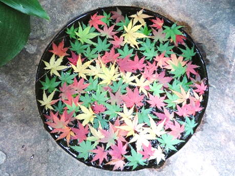 色づいたモミジを浮かべた手水鉢