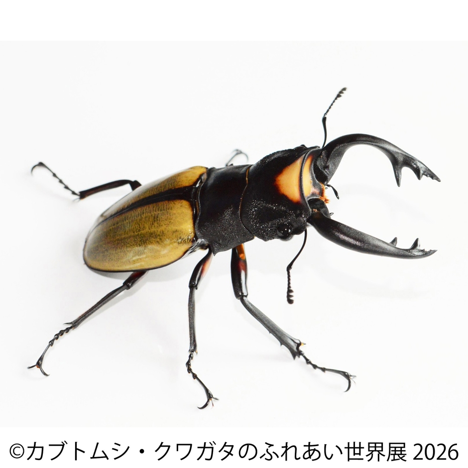 ラコダールツヤクワガタ