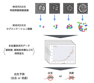 図1 本研究で実施したマウス胚の出生予測