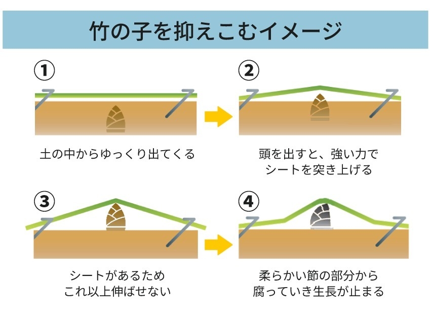 竹の子を抑え込むイメージ