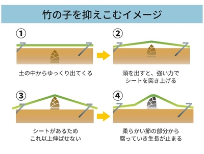 竹の子を抑え込むイメージ