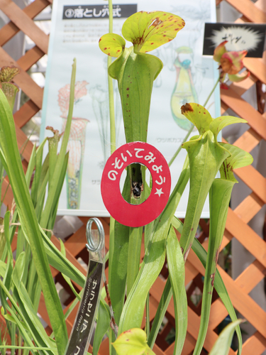 捕虫方法の観察コーナー