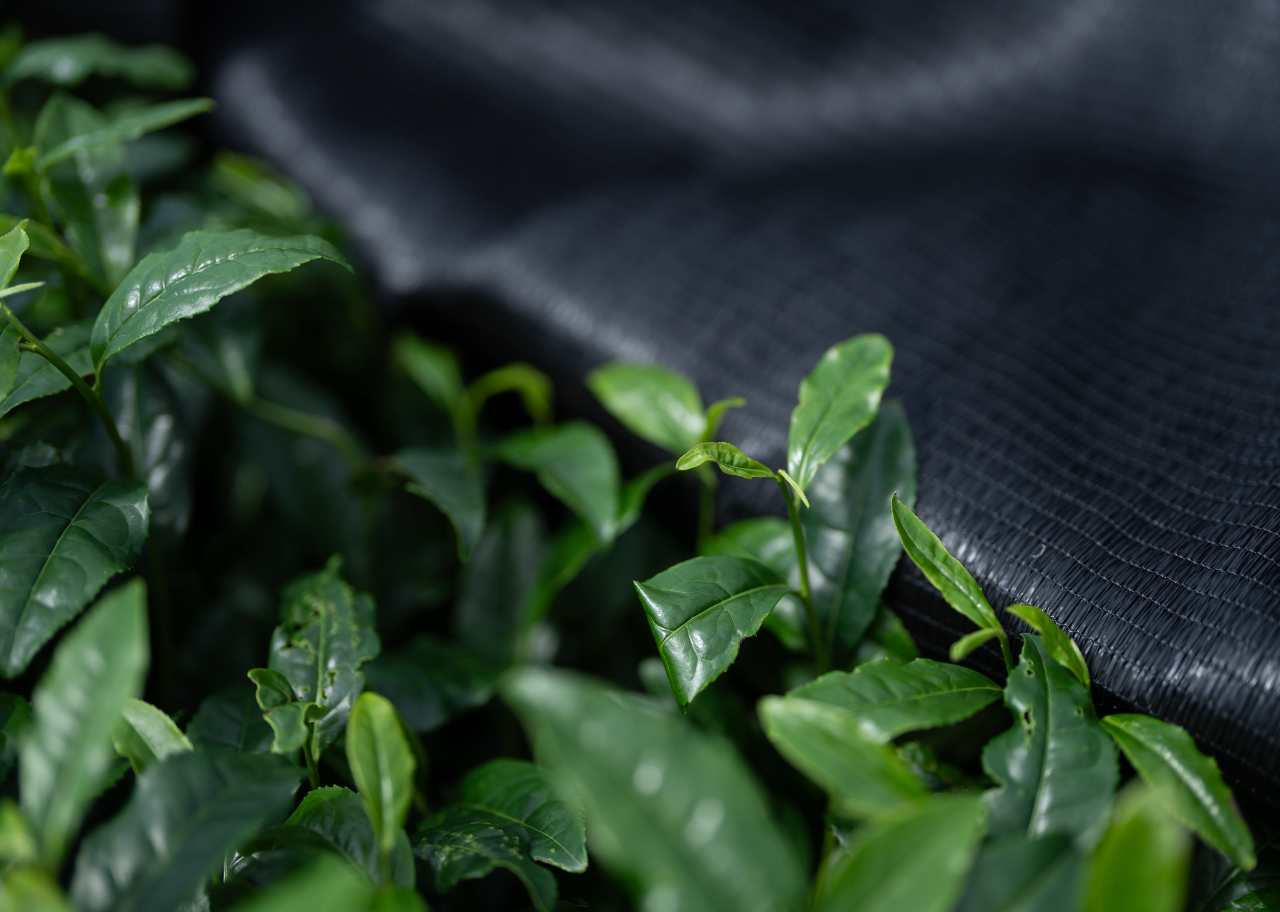 茶畑を覆うことで日光を遮り、旨みと色を深める&ldquo;かぶせ栽培&rdquo;