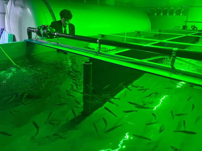 大きく育って来夏以降に出荷される見通しです