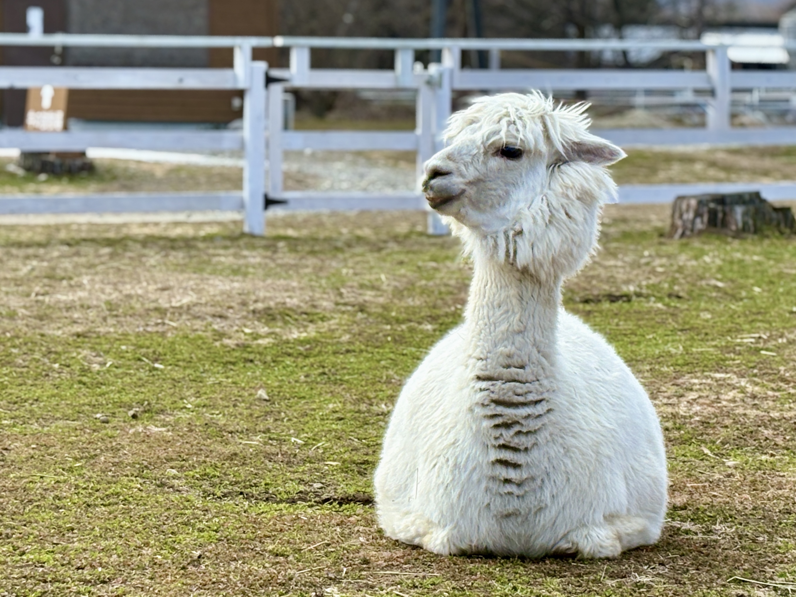 マコちゃん(白色)