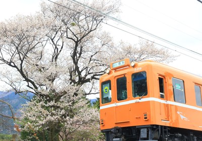 ラビットカーと桜