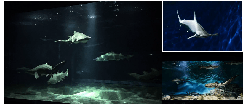 展示場所 : 3階 悠久の海ゾーン サメの海1・2、世界のサメ、温帯海域のサメたち