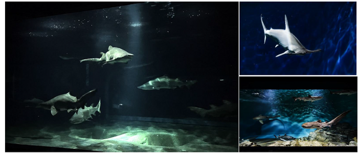 展示場所 : 3階 悠久の海ゾーン サメの海1・2、世界のサメ、温帯海域のサメたち