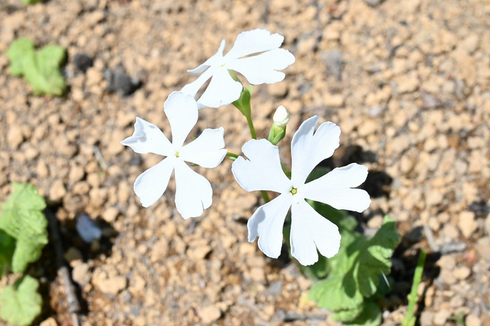 昨年度の浮間ヶ原桜草圃場の様子