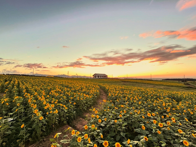 夕焼けの満開のひまわり