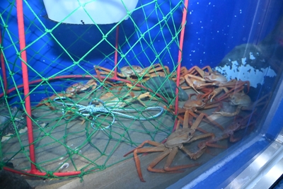 魚津発祥のカニ籠と紅ズワイガニの展示