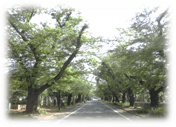 谷中霊園