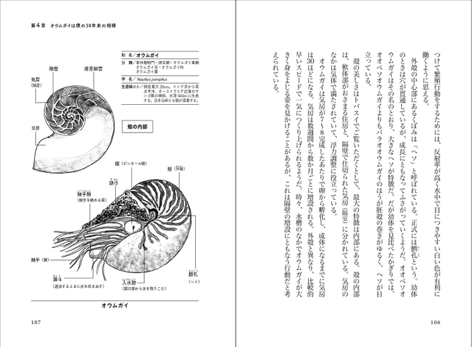 オウムガイ