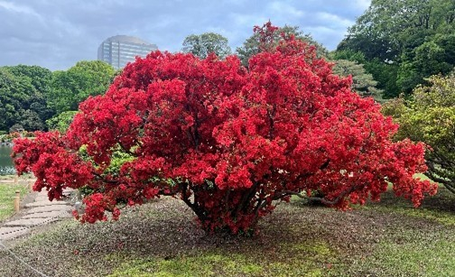 八重霧島（昨年の様子）
