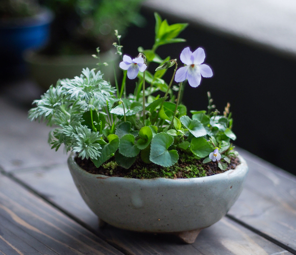 寄せ植えの一例：タチツボスミレ&times;朝霧草&times;スズメノカタビラ&times;リンドウ