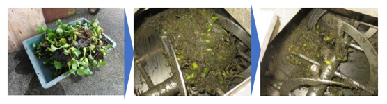 活性酸素によるホテイアオイ1時間処理