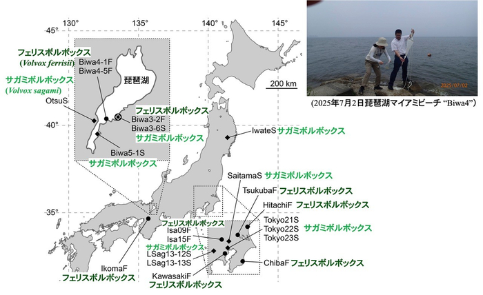 図3. 本研究で解析したサガミボルボックス10株とフェリスボルボックス10株の14地点の産地。