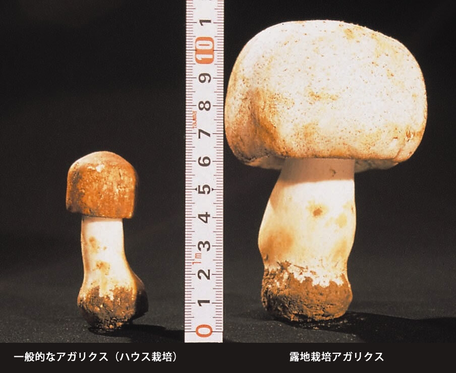 サイズの比較 左:ハウス栽培 右:露地栽培