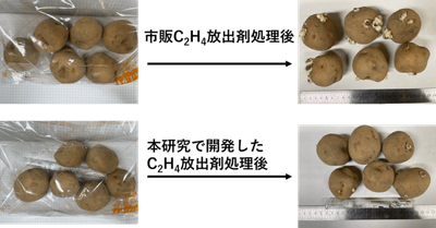 図2. 本研究で開発した放出剤(Ag+-X)と市販C2H4放出剤のジャガイモ発芽抑制性能の比較