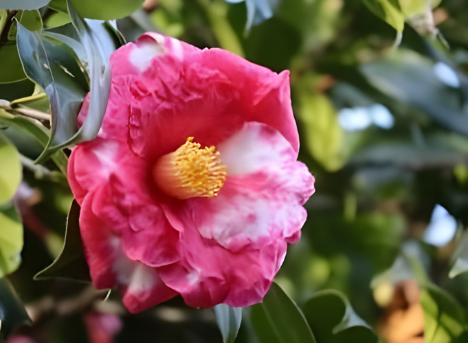 ツバキ&lsquo;大虹(おおにじ)&rsquo;（令和７年撮影）