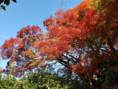 京都最大級の霊鑑寺楓