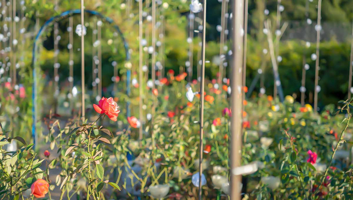 『ローズガーデン』昼