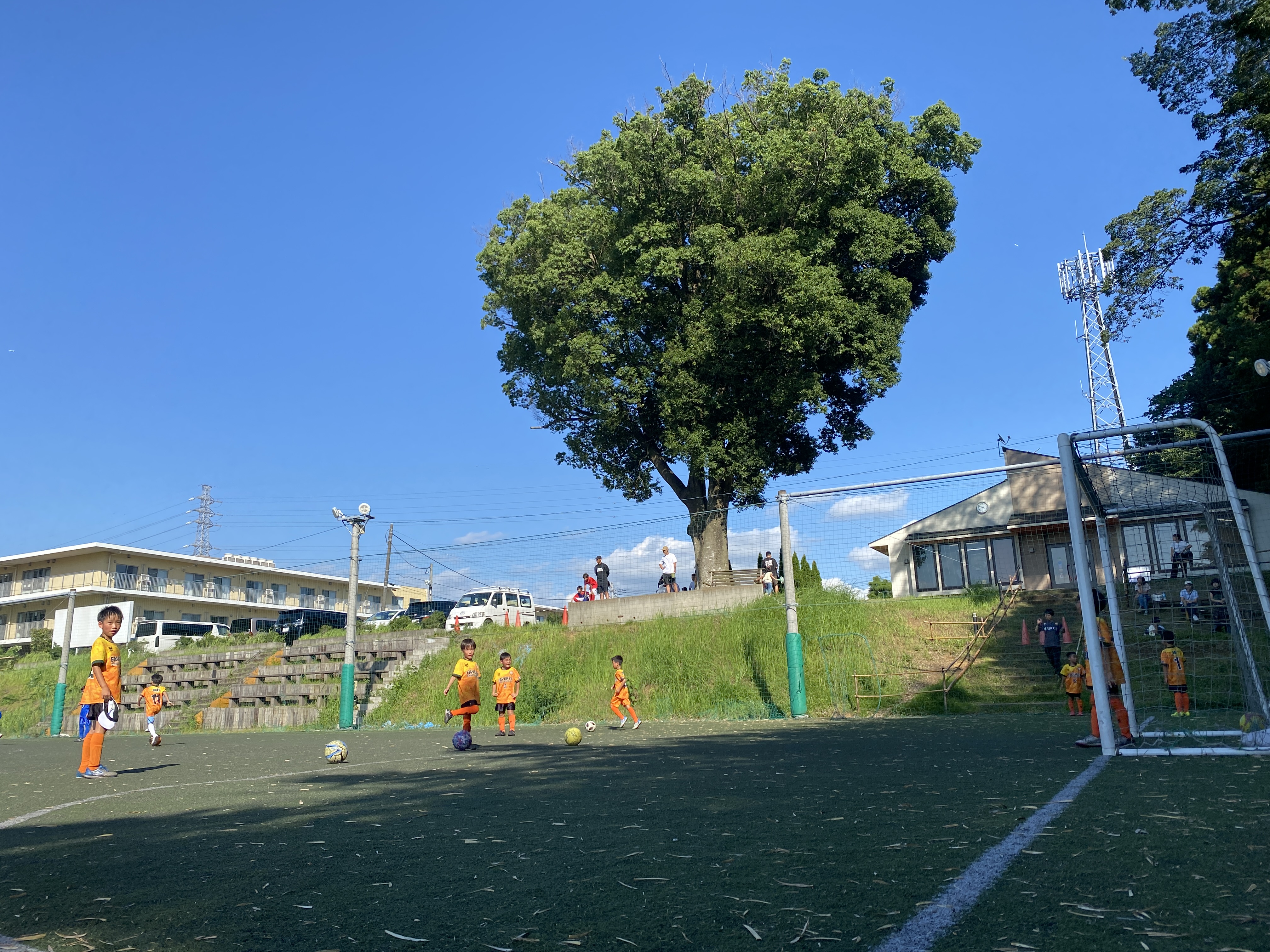 コートから見たの御神木