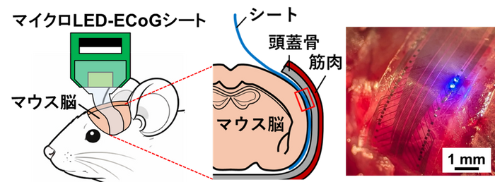 図２．マウス脳への開発シートの設置（青色光による刺激の様子）