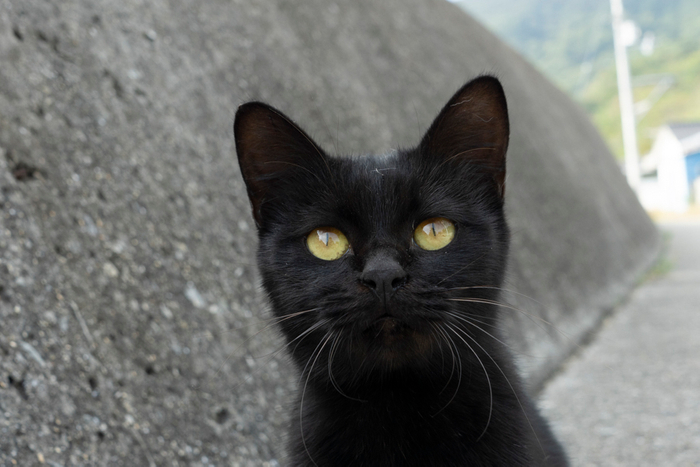 黒猫写真12